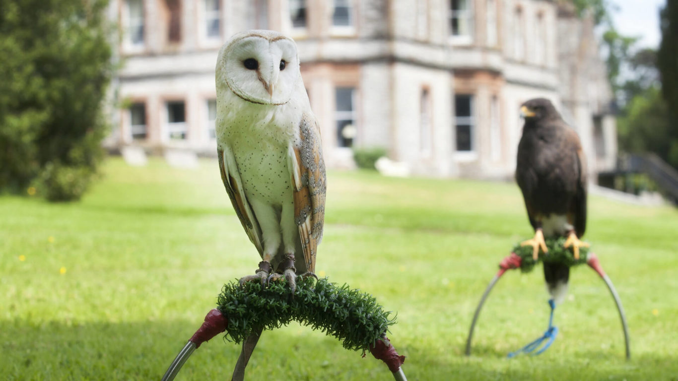 Activities Falconry High Res