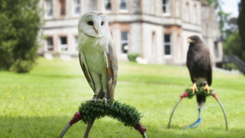 Activities Falconry High Res