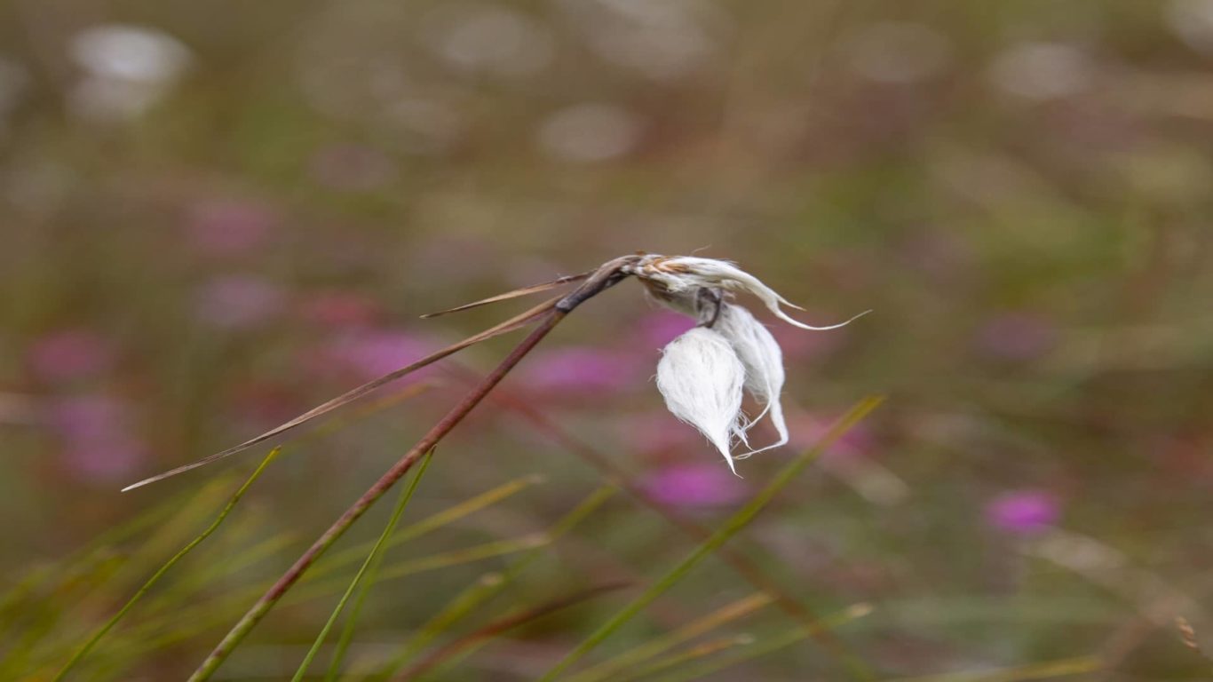 bog-cotton-sba-square-1