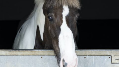 horses-alfie