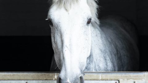 horses-maryellen