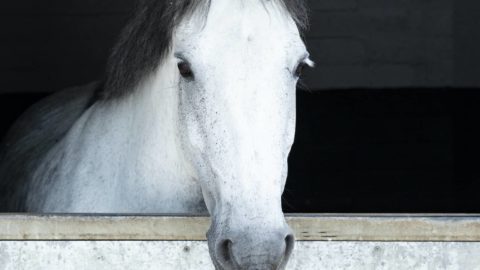 horses-poppy
