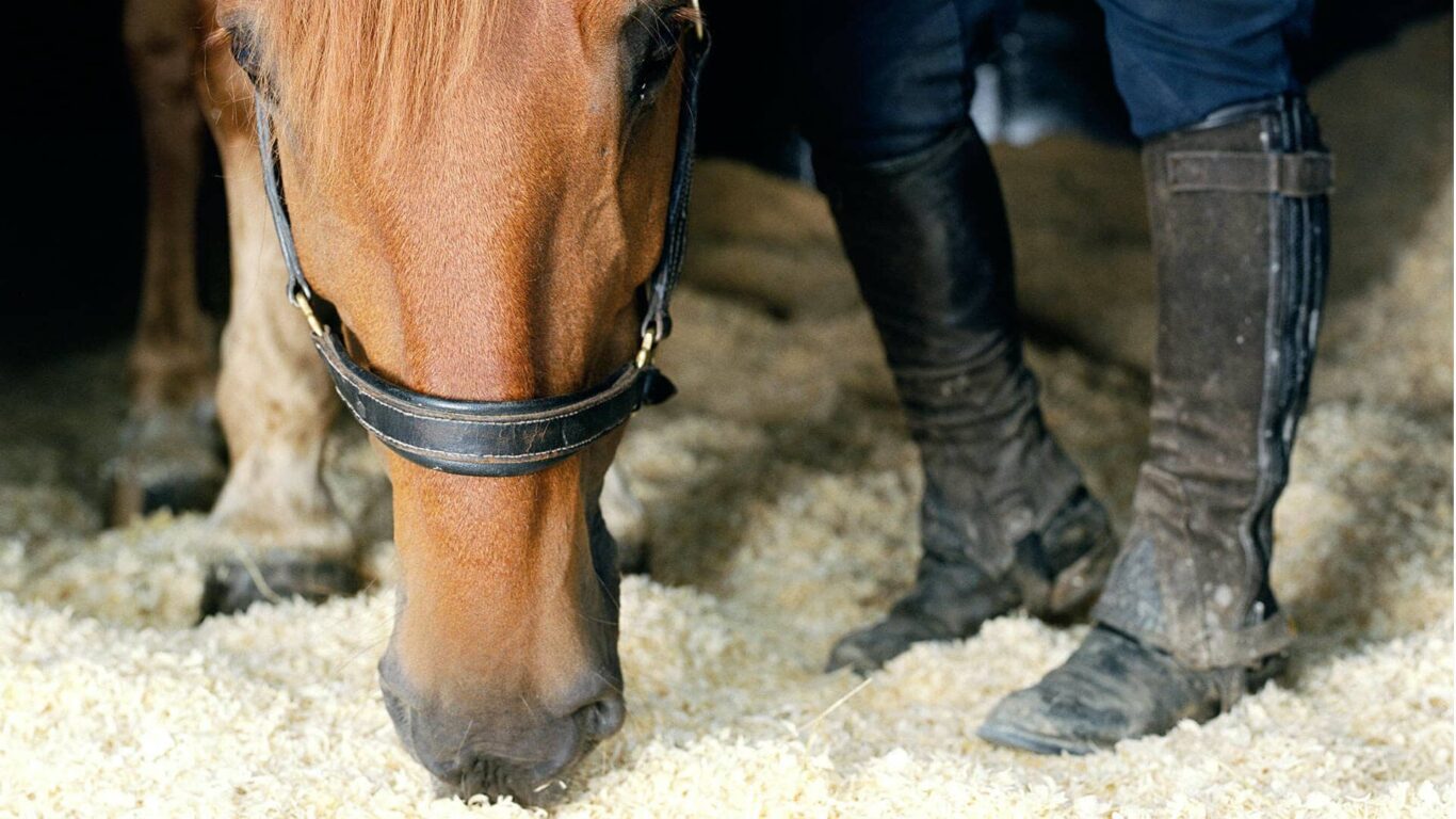 stables-3