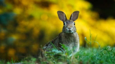 A brown rabbit sits in green grass with a blurred yellow and green background, looking directly at the camera.