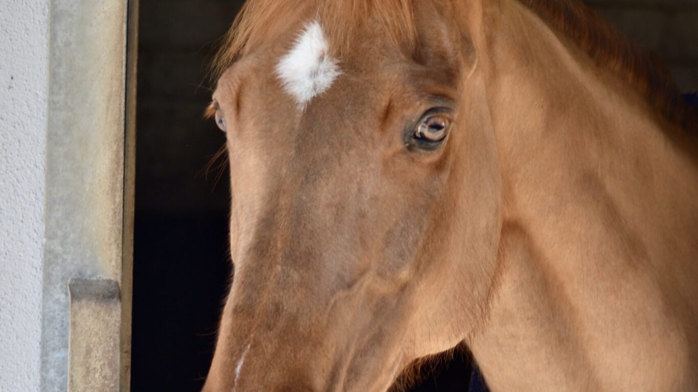A brown horse with a white marking on its forehead stands in a stable doorway, looking outside.