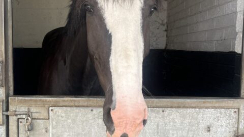 A horse with a white blaze on its face stands in a wooden stable, looking out over the half-door.