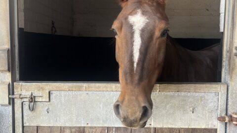 A brown horse stands inside a stable, looking out over a half-open wooden door.