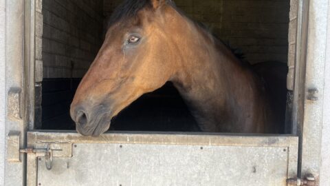 A brown horse stands inside a stable, looking out over a half-open wooden door.