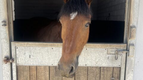 A brown horse stands in a stable with its head leaning over a wooden half-door, looking out into the light.