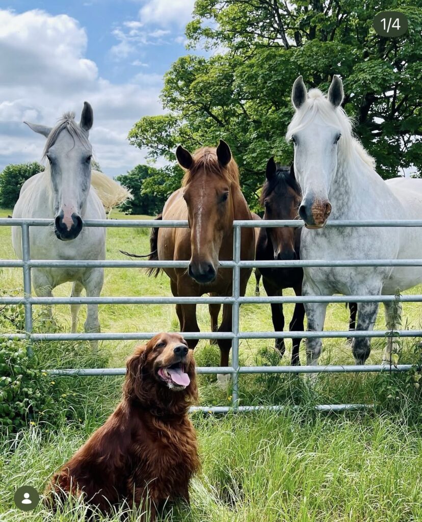 A brown dog sits in front of a metal gate, behind which stand four horses in a grassy field with trees and a partly cloudy sky.