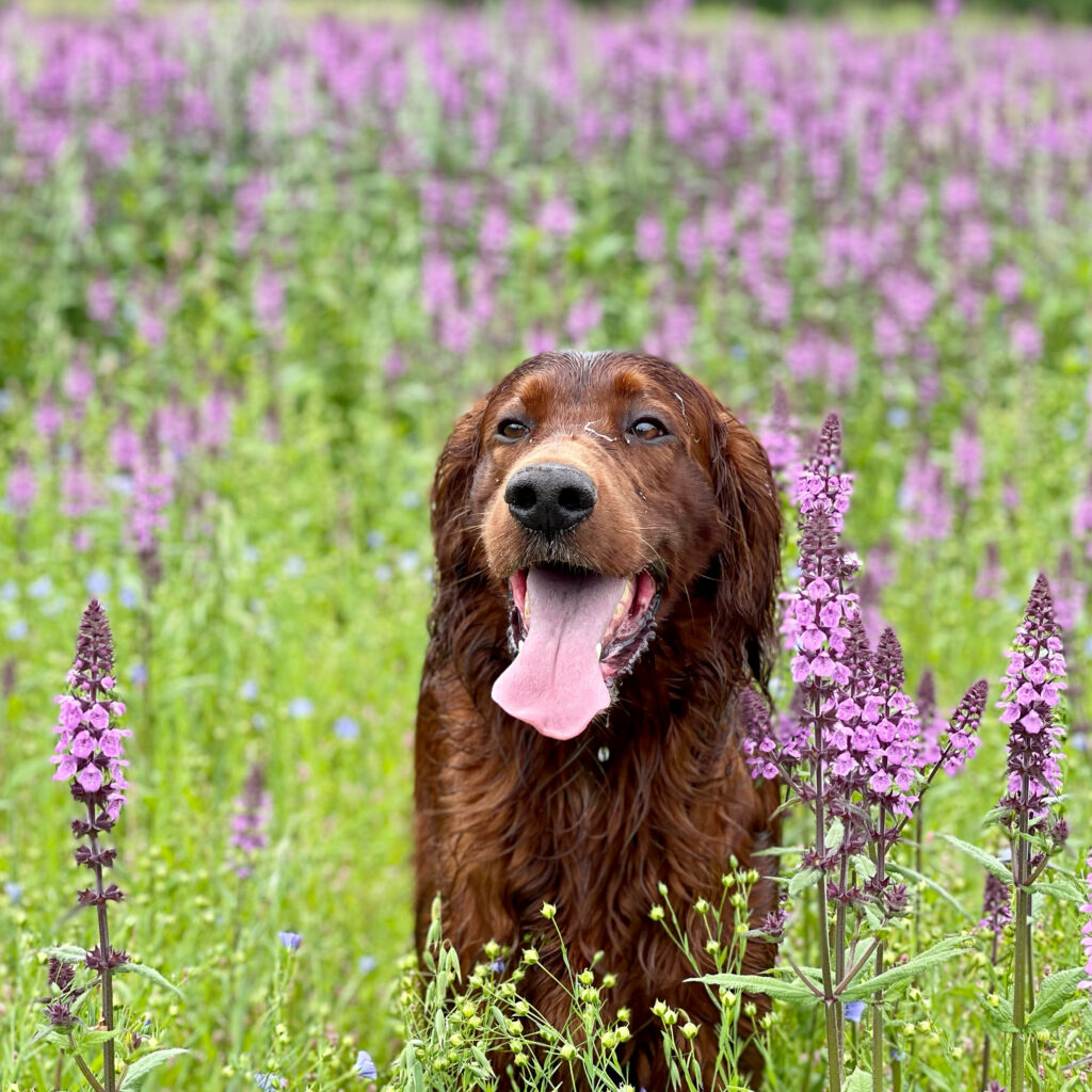 A wet brown dog sits in a field of tall purple wildflowers with its mouth open and tongue out.