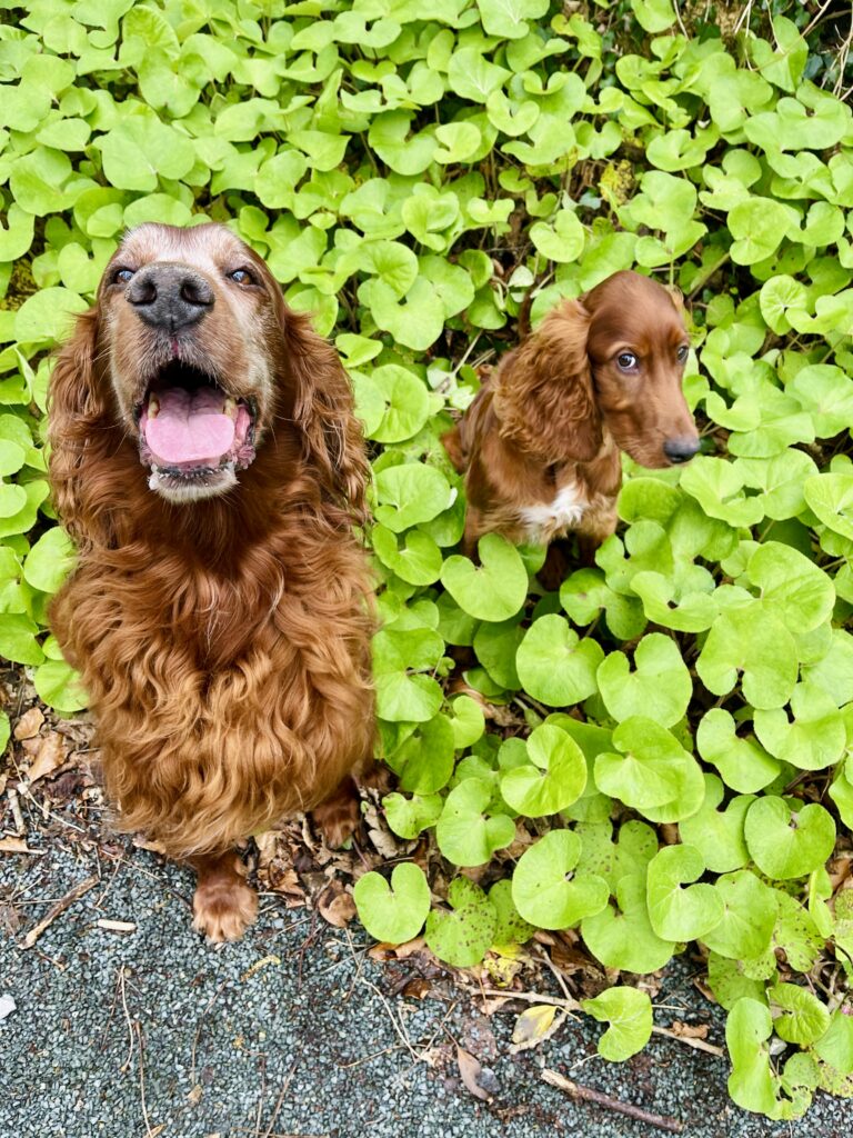 Two brown dogs sit among green leafy plants; one looks up with its mouth open, while the other looks off to the side.