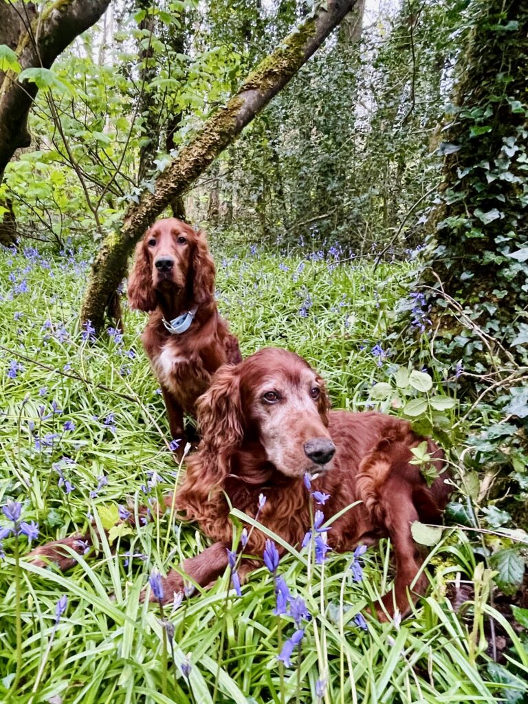Two Irish Setter dogs, one lying down and one sitting, are in a green forest clearing with purple wildflowers and surrounding trees.