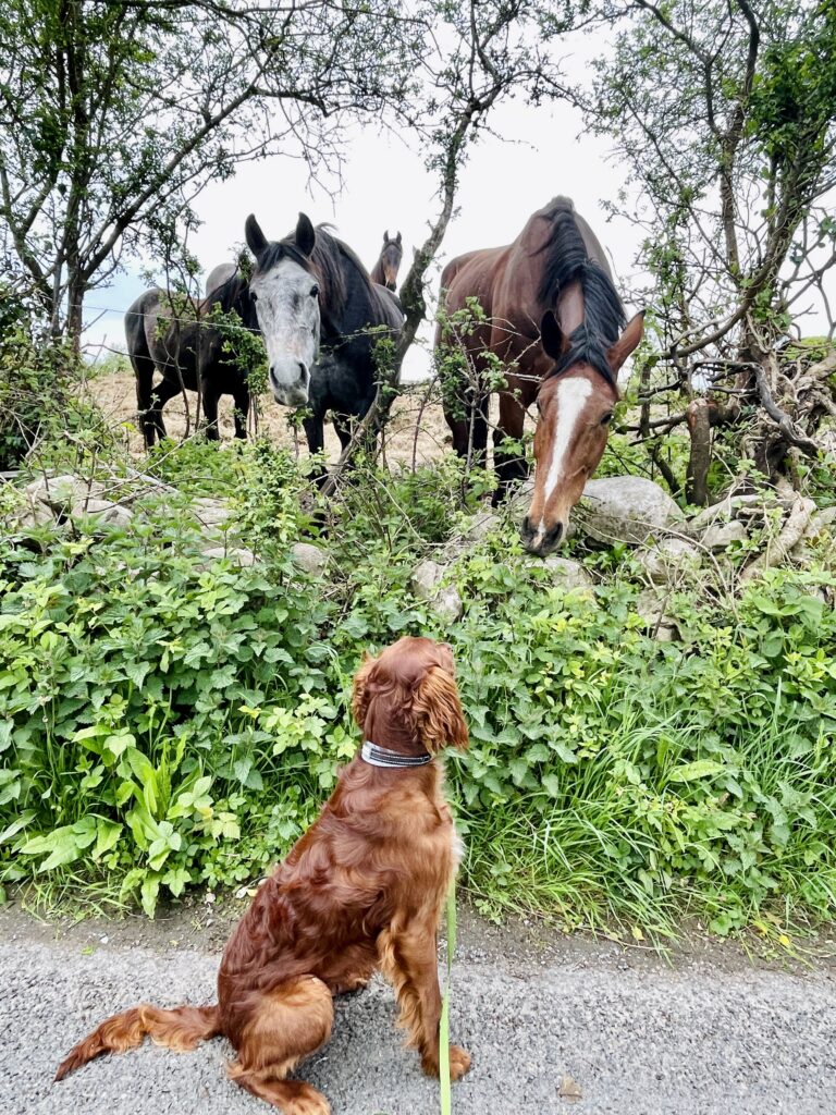 A brown dog on a leash sits on a path facing three horses behind a bushy fence in a rural setting.